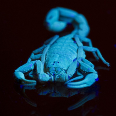 Scorpion under UV Light