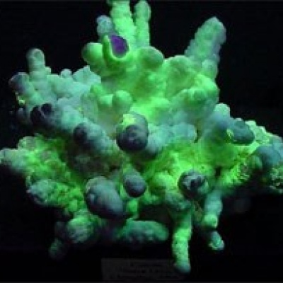 Aragonite under filtered UV Light